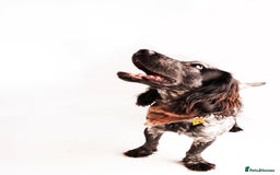 Cocker Spaniel dogs for stud: Stud cocker spaniel - Image 11
