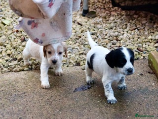 Cocker Spaniel dogs Working Cocker spaniel pups, 2 boys available - Advert 14