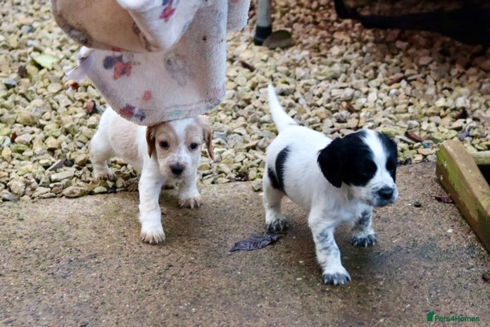 Cocker Spaniel dogs - Advert 13