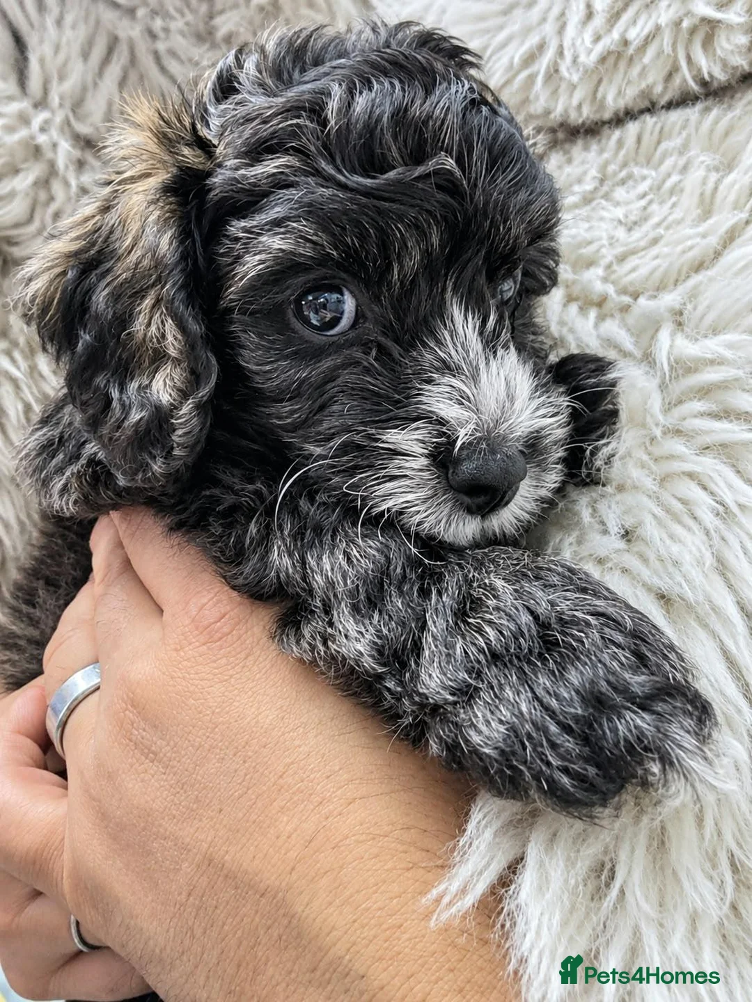 Yorkiepoo dogs for sale: 2 Yorkiepoo puppies, one male and one female  - Advert 2