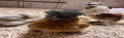 Chickens poultry for sale: Silkie Hatching Eggs - Advert 9