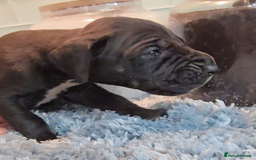 Great Dane dogs for sale: Kc & Beautiful Litter of Chunky Great Dane Puppies - Advert 8