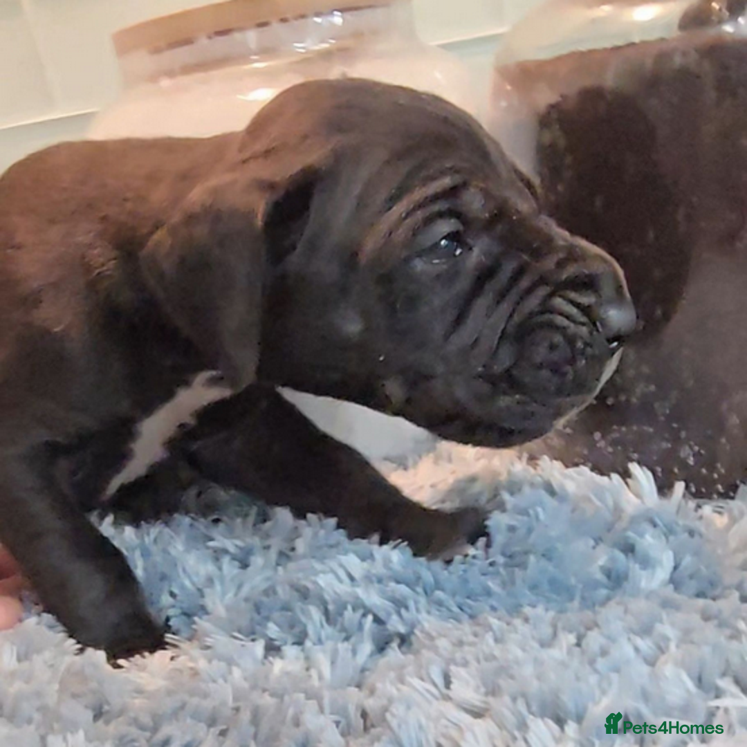 Great Dane dogs for sale: Kc & Beautiful Litter of Chunky Great Dane Puppies - Advert 8