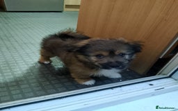 Mixed Breed dogs for sale: Puppy  - Advert 3