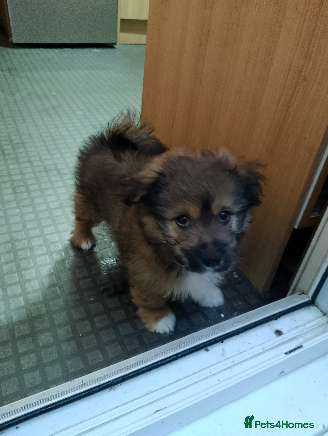 Mixed Breed dogs for sale: Puppy  - Advert 3