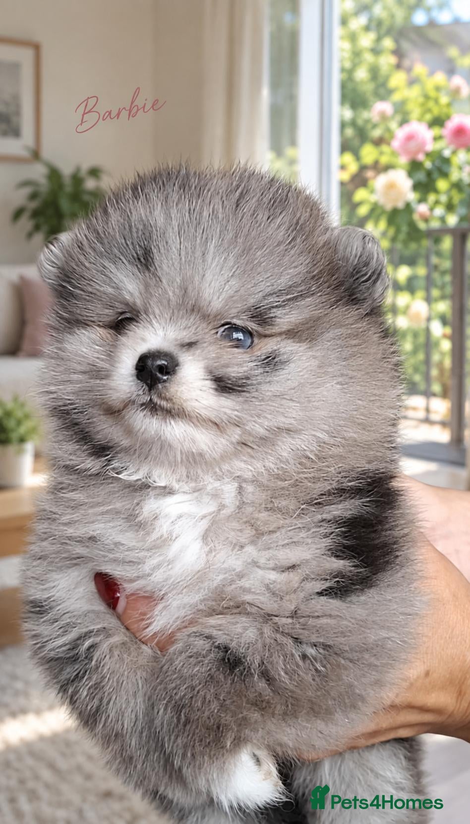Pomeranian dogs Beautiful Silver Merle Pom Girl with Blue Eye - Advert 1