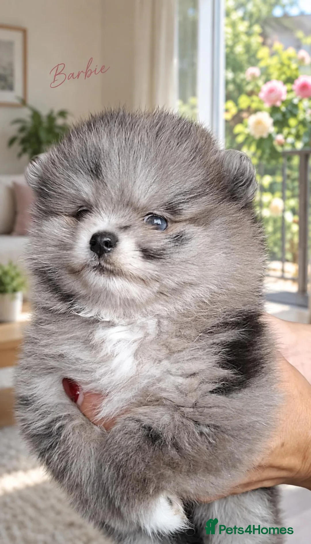 Pomeranian dogs for sale: Beautiful Silver Merle Pom Girl with Blue Eye - Advert 2