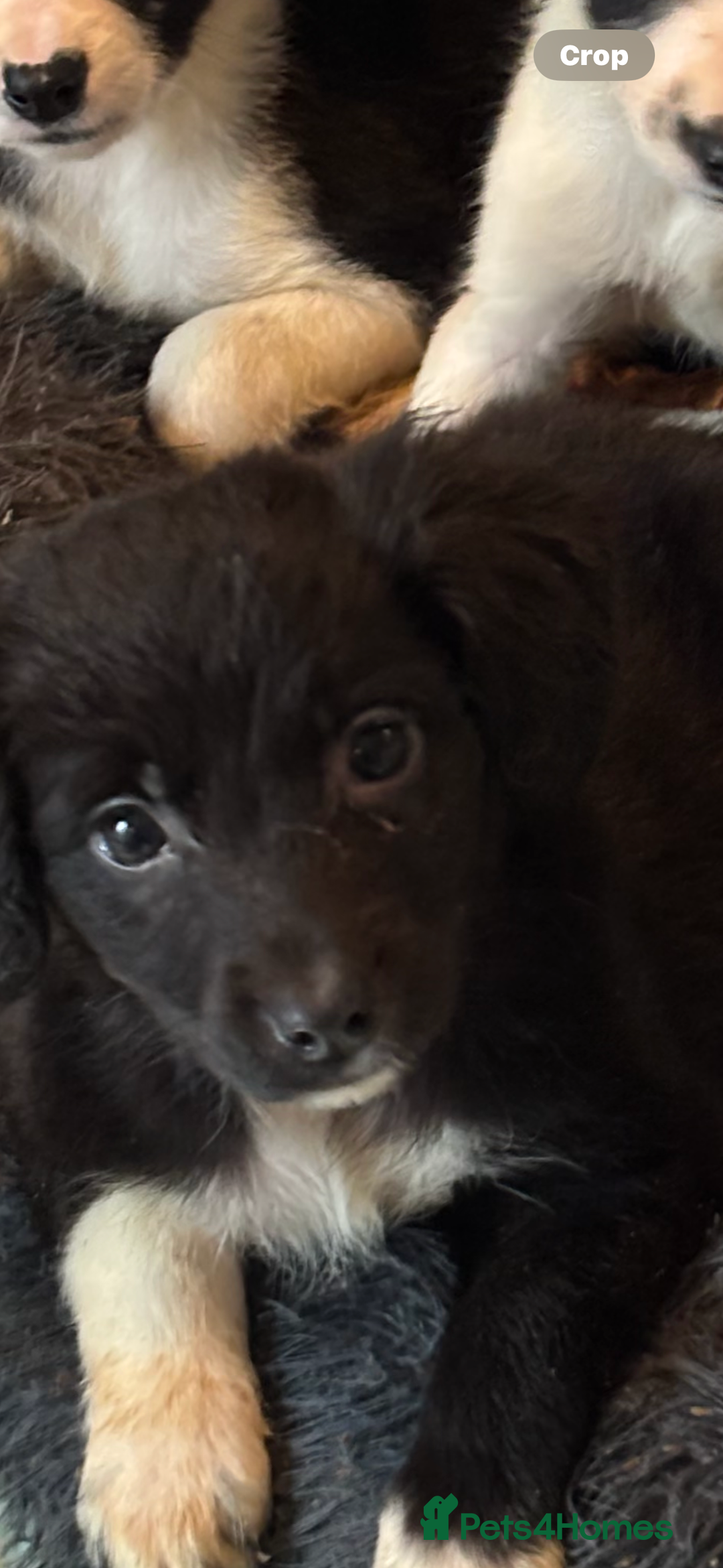 Mixed Breed dogs for sale: Cocker x Collie puppies  - Advert 9