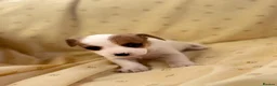 Jack Russell dogs for sale: Miniature Jack Russle puppies - Advert 12