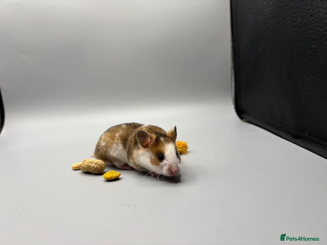Hamster rodents for sale: Pedigree tame Syrian hamster pups  - Advert 2