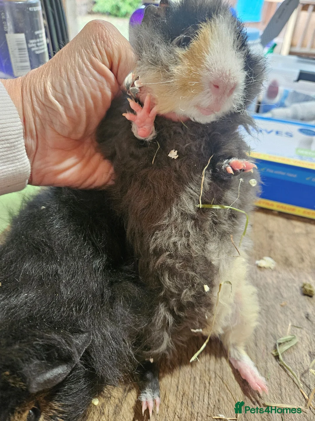 Guinea Pig rodents for sale: Pair of boys. Really friendly. Ready to leave  now - Advert 6