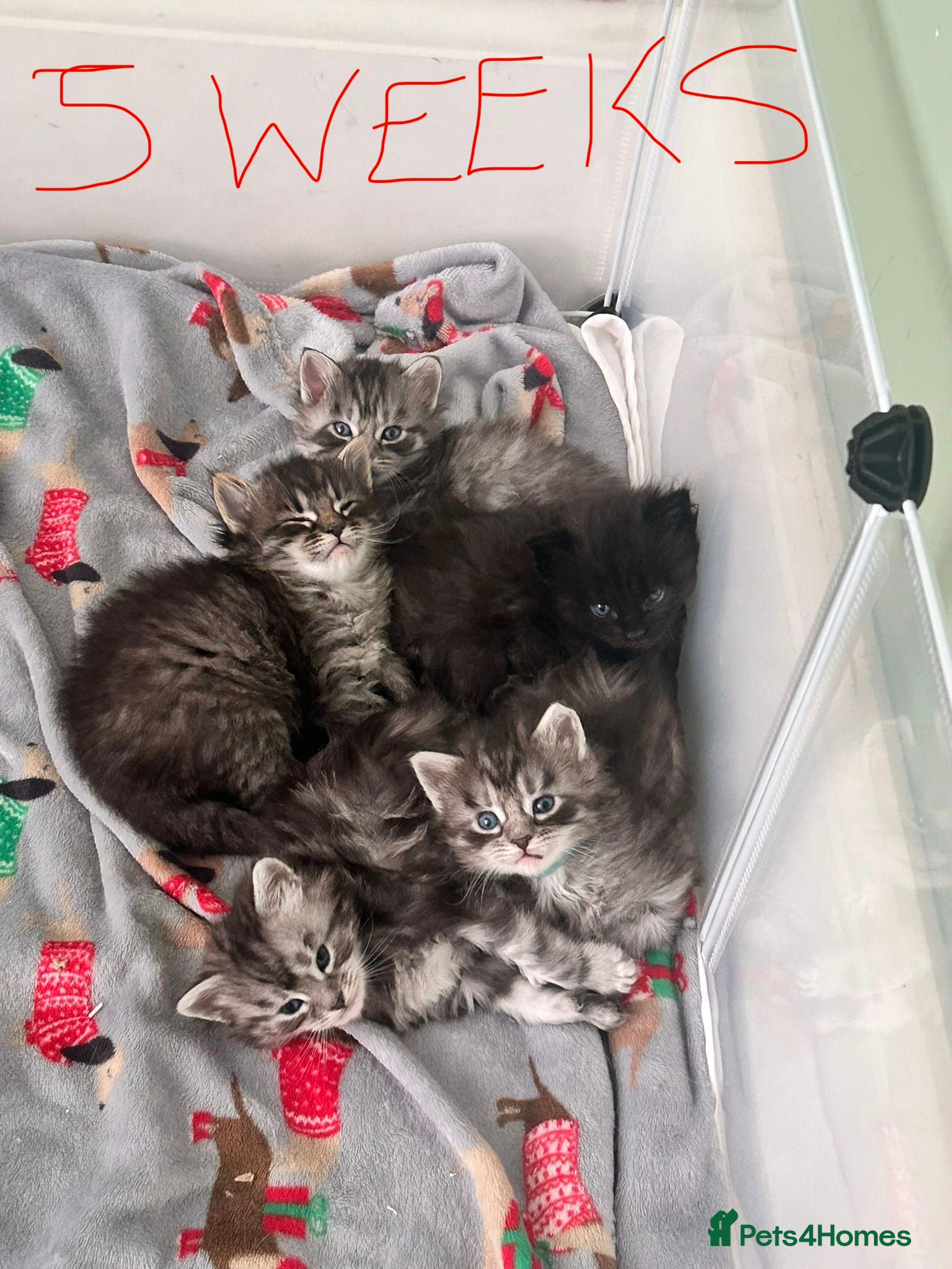 Maine Coon cats Beautiful Maine coon kittens - Advert 21