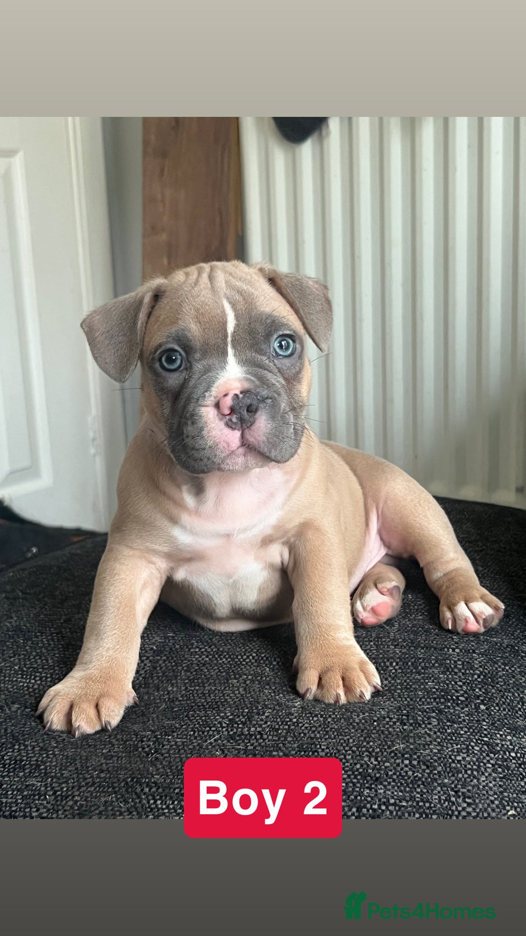 Mixed Breed dogs for sale: French Bulldog X American Pocket Bully Puppies in Carlisle - Image 7