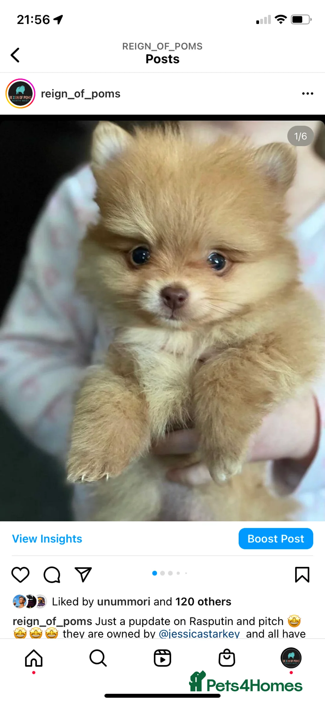 Pomeranian dogs for stud: Chocolate Stud Kc Registered ,Embark tested in Runcorn - Advert 18