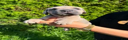 Cane Corso dogs for sale: Cane Corso puppies - Advert 1