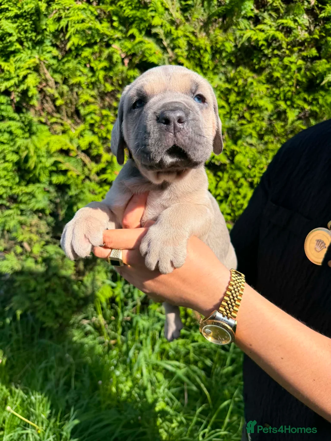 Cane Corso dogs for sale: Cane Corso puppies - Advert 1
