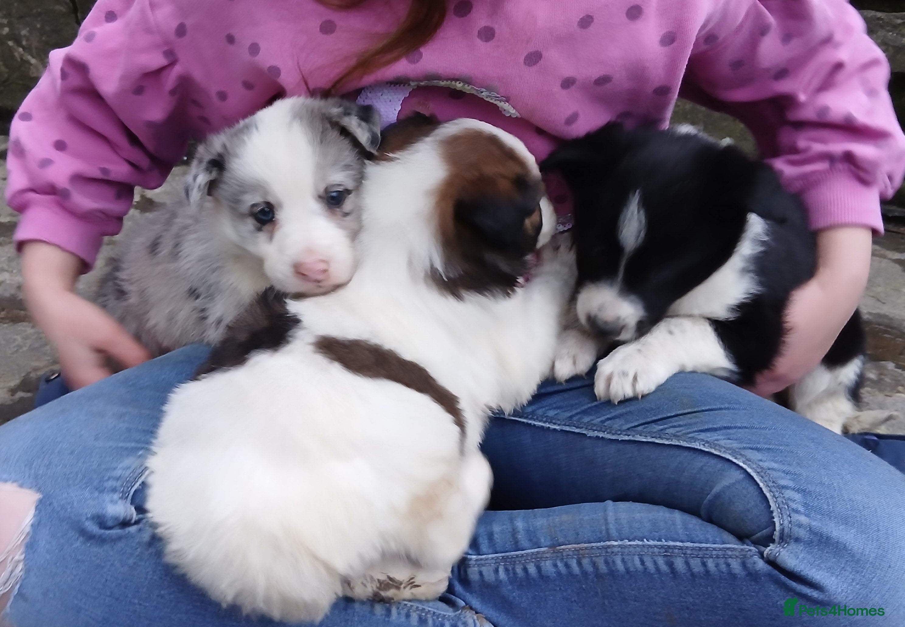 Mixed Breed dogs Border collie cross pups - Advert 13