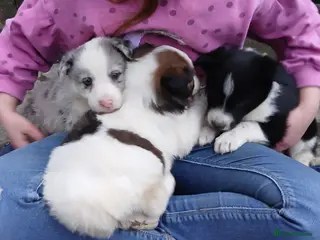 Mixed Breed dogs Border collie cross pups - Advert 13
