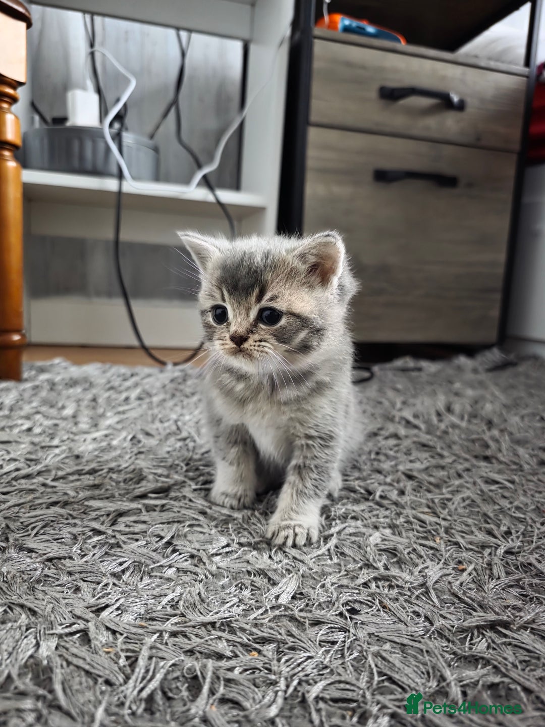 British Shorthair cats for sale: British shorthair  - Advert 13