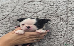 Boston Terrier dogs for sale: Superb litter of boston terriers. - Image 28