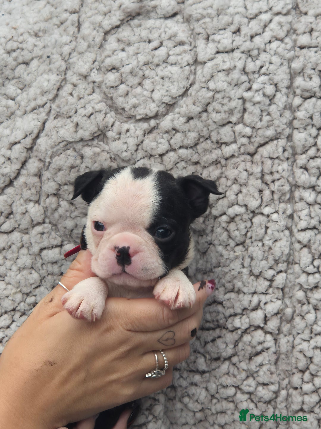 Boston Terrier dogs for sale: Superb litter of boston terriers. - Image 28