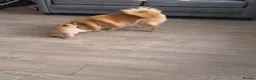 Mixed Breed dogs for sale: Beautiful 3/4 Pomeranian/ 1/4 German Spitz Puppy - Advert 6