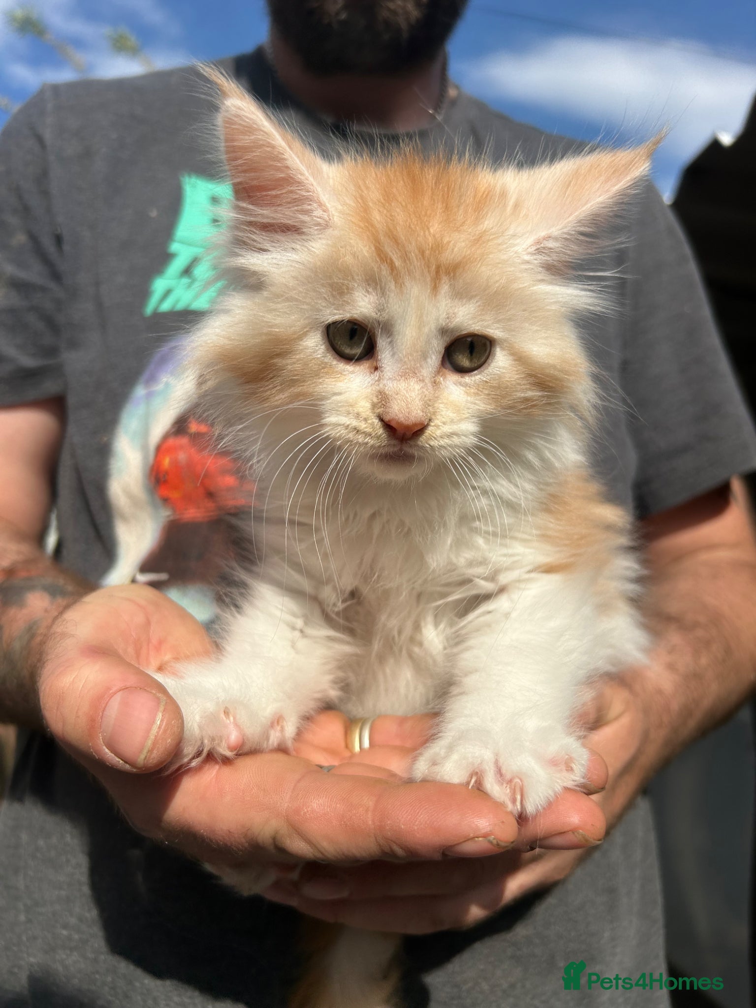 Maine Coon cats TICA Registered Maine Coon Kittens - Advert 2