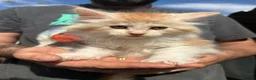 Maine Coon cats for sale: TICA Registered Maine Coon Kittens - Advert 1