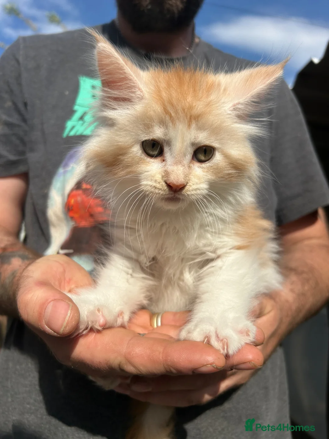 Maine Coon cats for sale: TICA Registered Maine Coon Kittens - Advert 1