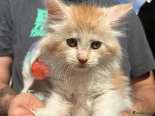 Maine Coon cats TICA Registered Maine Coon Kittens - Advert 2