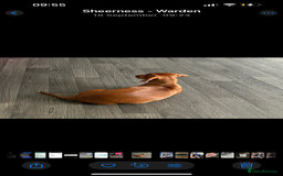 Miniature Dachshund dogs for sale: 8 month old miniature dachshund  - Image 5