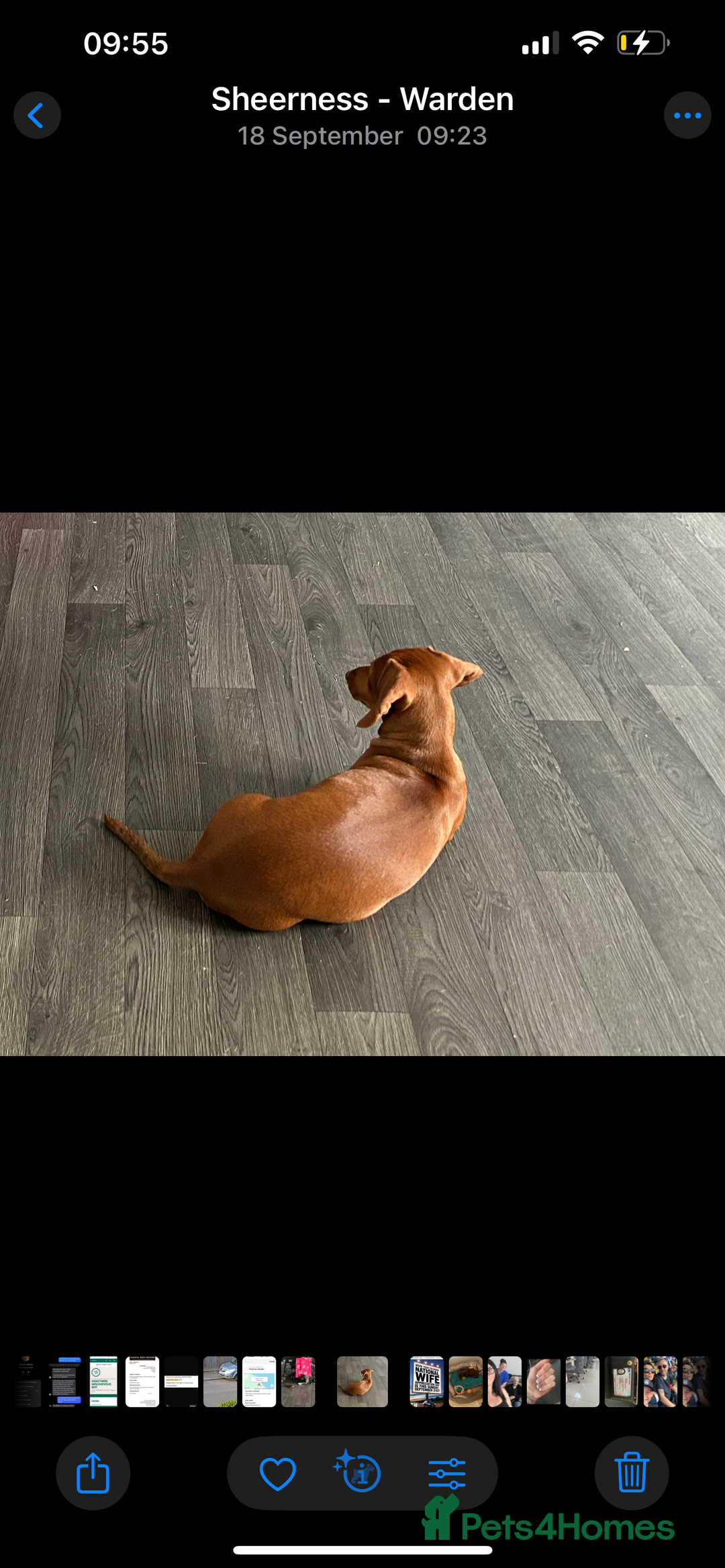 Miniature Dachshund dogs for sale: 8 month old miniature dachshund  - Image 5