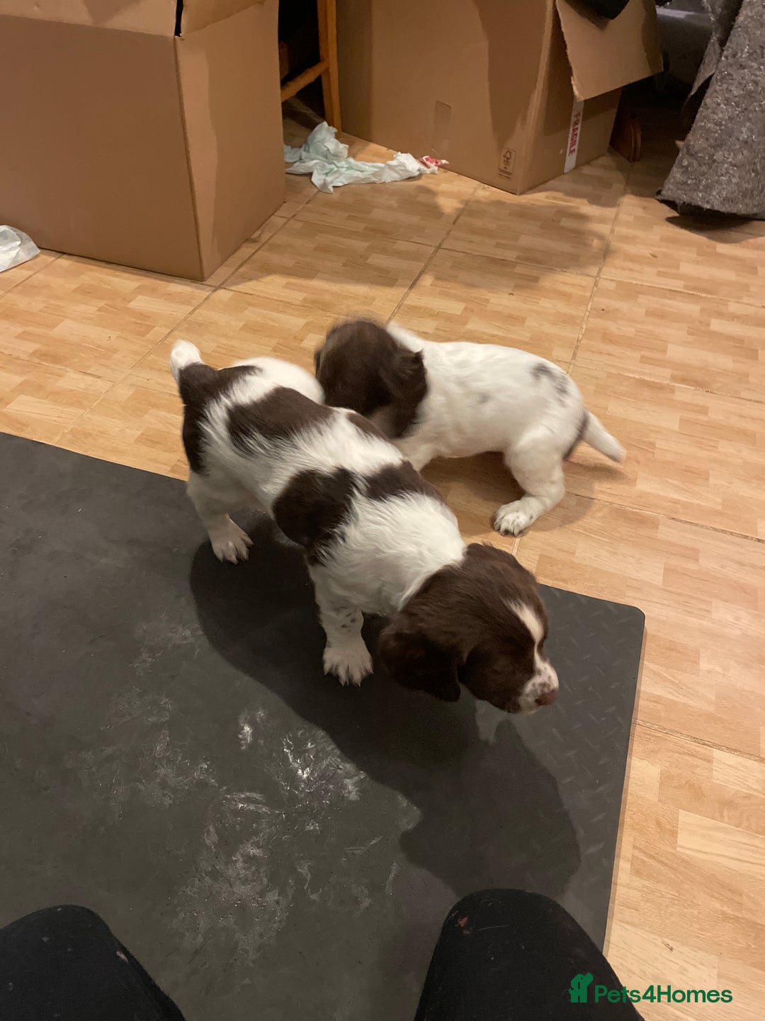 English Springer Spaniel dogs for sale: English springer spaniel kc registered  - Image 18