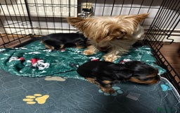 Yorkshire Terrier dogs for sale: Mini Yorkshire terrier - Image 7
