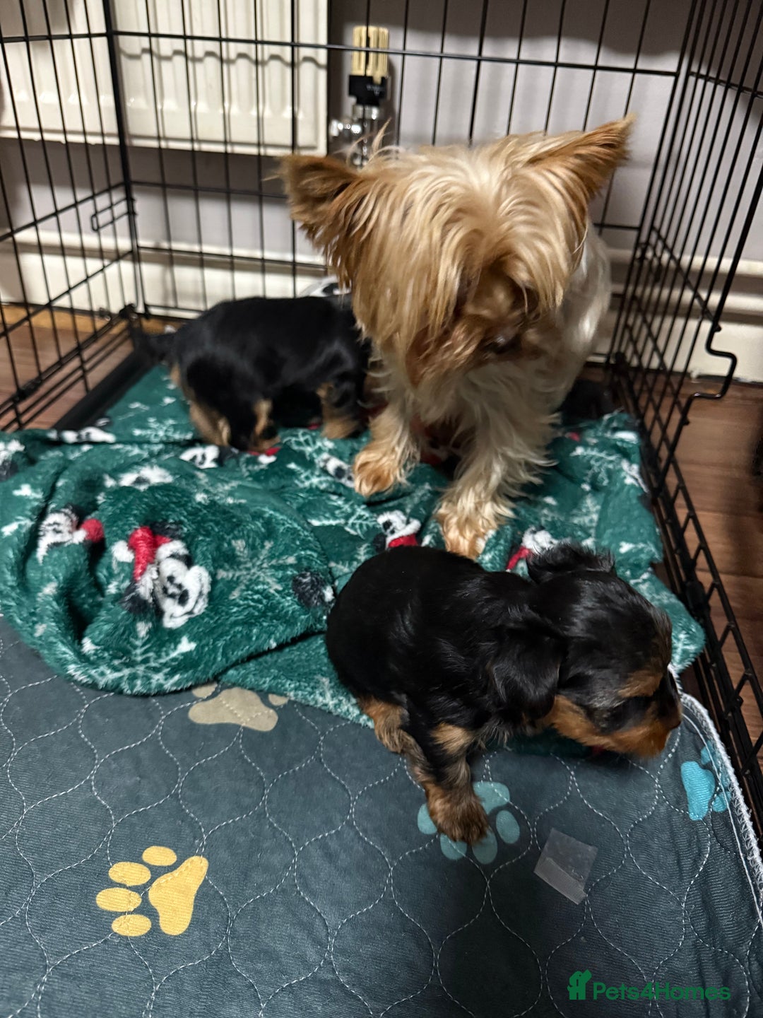 Yorkshire Terrier dogs for sale: Mini Yorkshire terrier - Image 7
