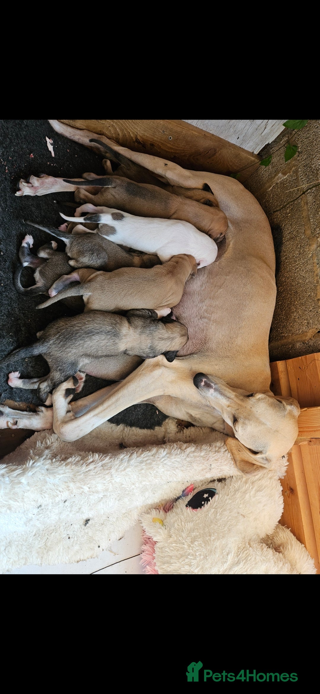 Mixed Breed dogs for sale: Beautiful Sydney ❤️ - Image 7