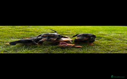 Miniature Dachshund dogs for sale: Mini dachshund cross jack Russell - Image 3