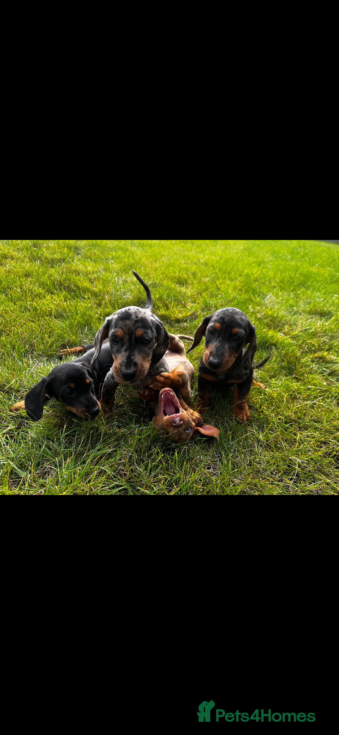 Miniature Dachshund dogs for sale: Mini dachshund cross jack Russell - Image 3