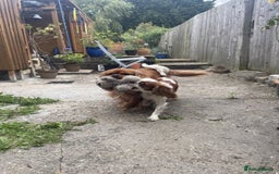 Cavalier King Charles Spaniel dogs for sale: Urgently looking for new home/s - Image 3