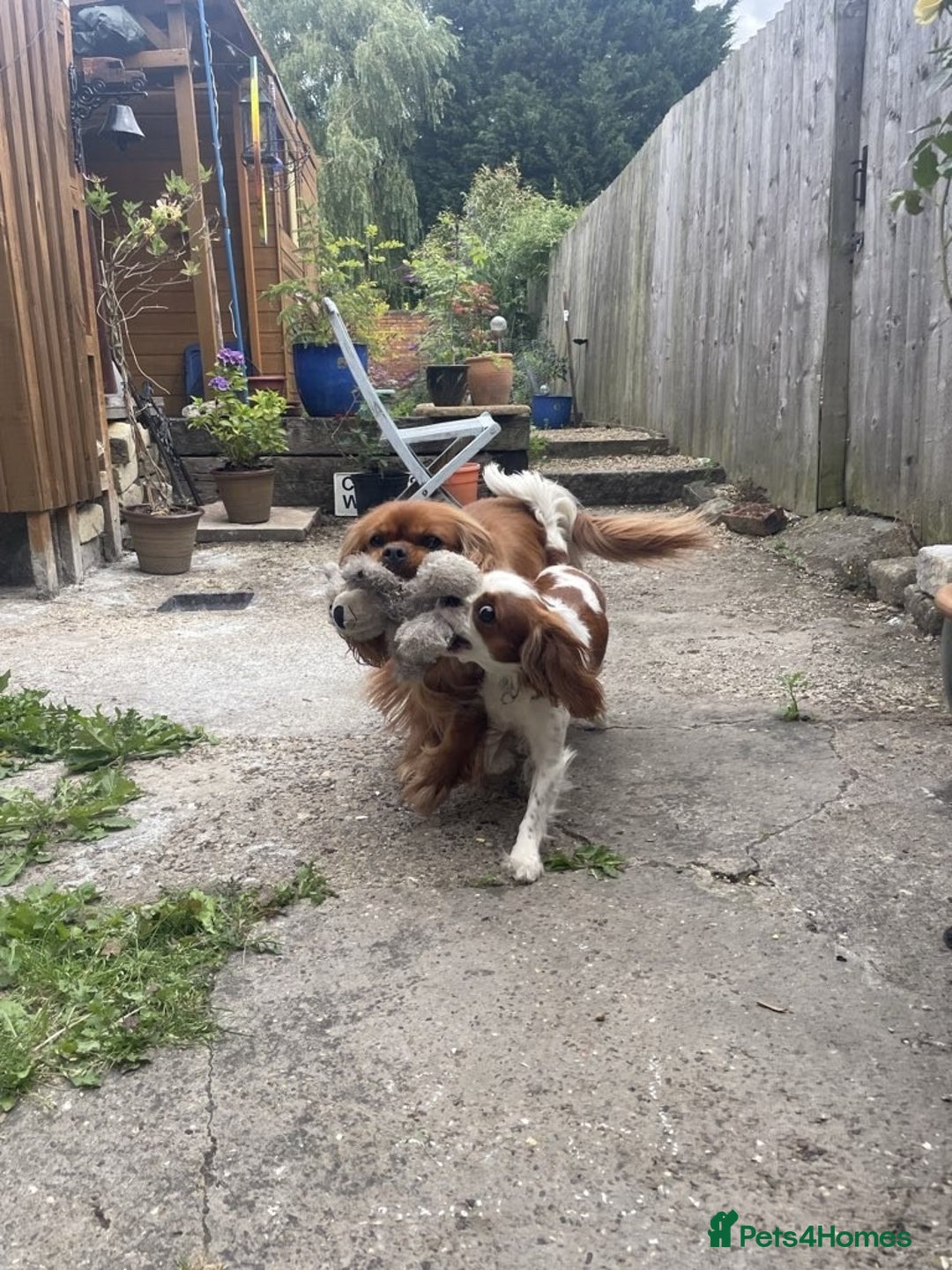 Cavalier King Charles Spaniel dogs for sale: Urgently looking for new home/s - Image 3