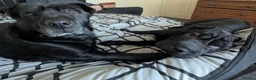 Mixed Breed dogs for sale: Beautiful Sharpei Puppies  in Liverpool - Advert 13