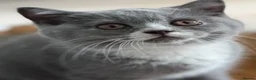 British Shorthair cats for sale: 🐾British Shorthair Kittens GCCF Registered🐾 - Advert 24