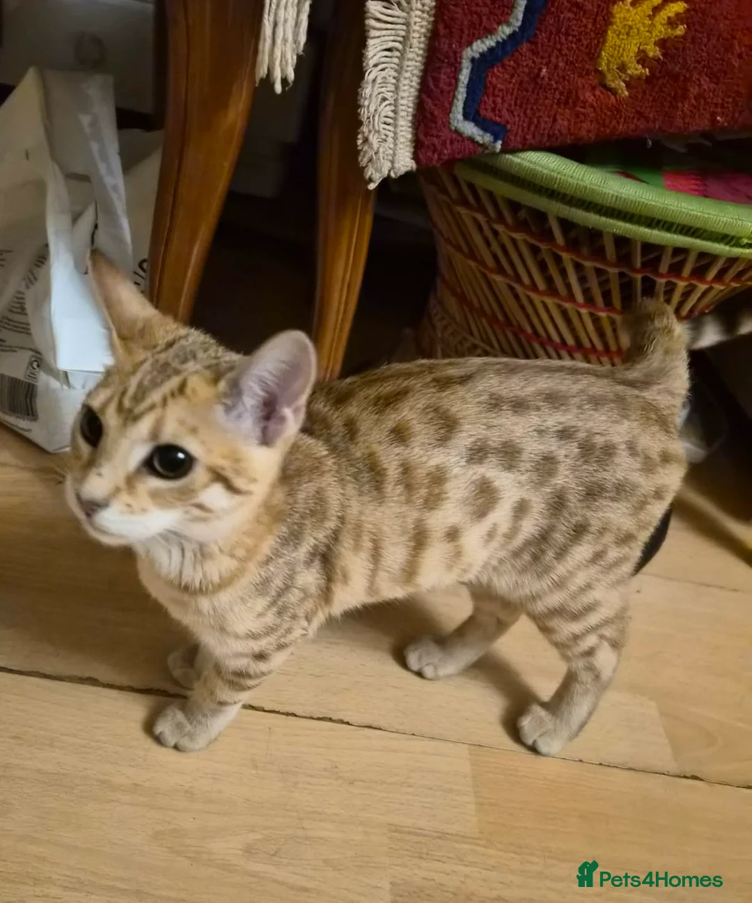 Bengal cats for sale: Ginger Bengal Kitten - Advert 2