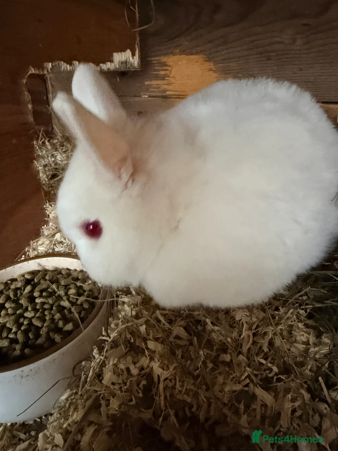 Lionhead rabbits for sale: Lionheads Bucks  - Advert 2