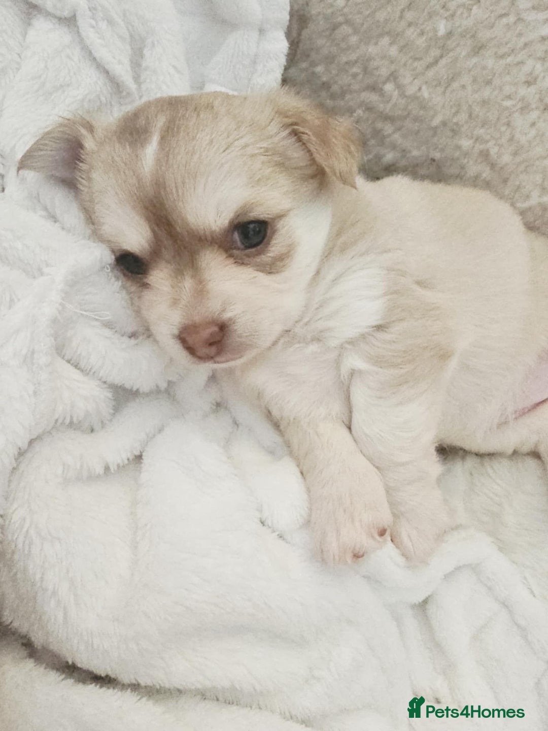 Chihuahua dogs for sale: Chihuahuas for sale - Advert 4