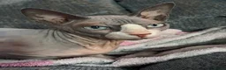 Sphynx cats for sale: Beautiful male and female  - Advert 13
