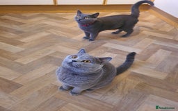British Shorthair cats for sale: British Shorthair kittens  - Image 7