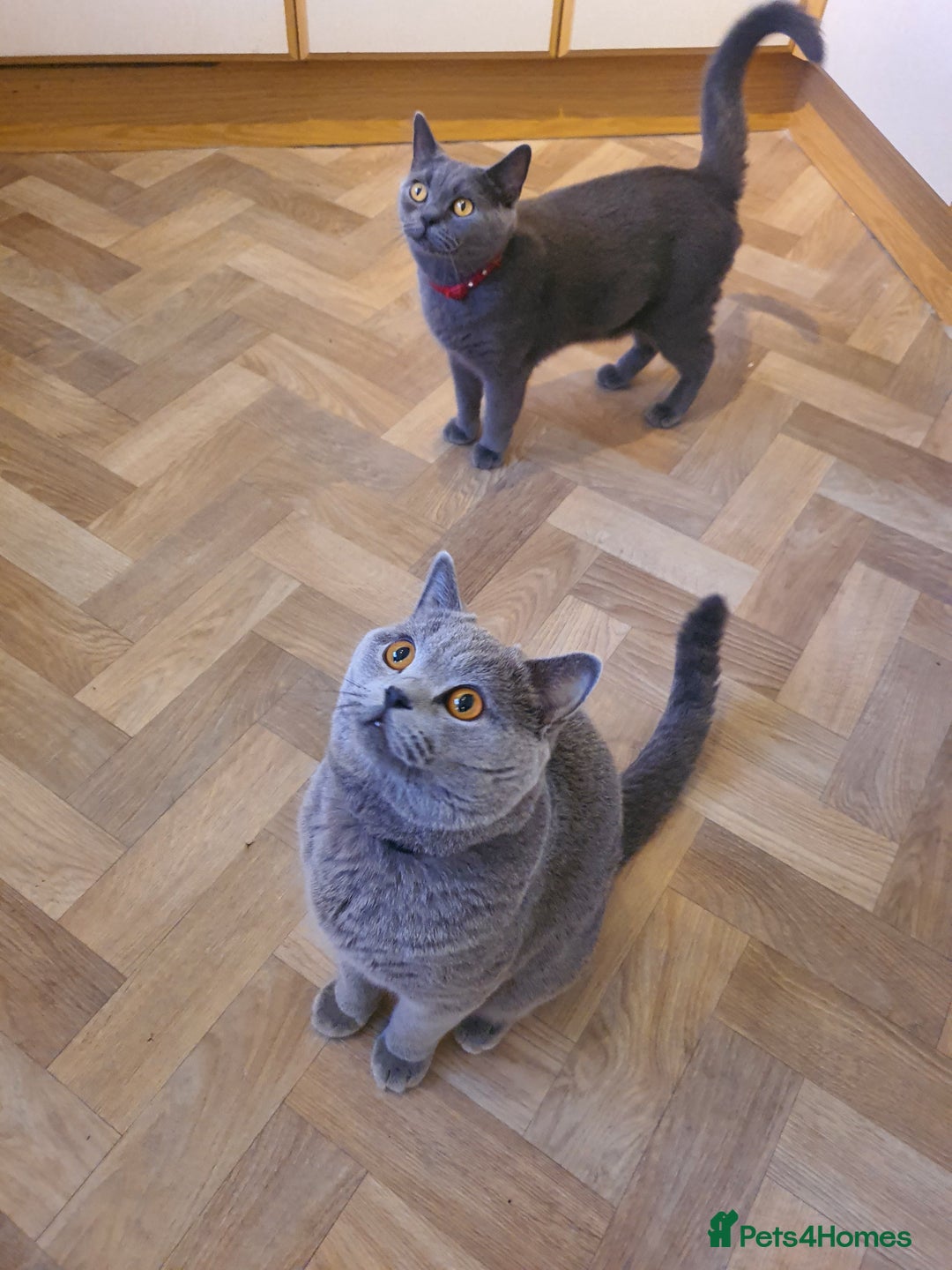British Shorthair cats for sale: British Shorthair kittens  - Image 7