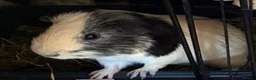 Guinea Pig rodents for sale: 3 male guinea pigs  - Advert 2