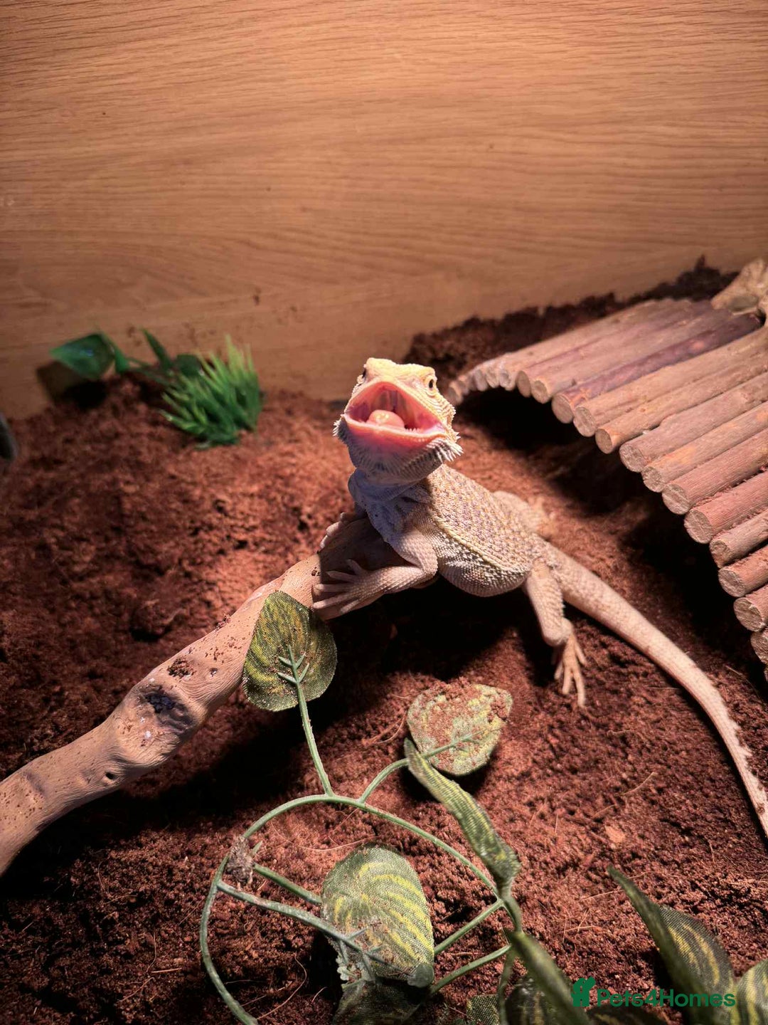 Bearded Dragon reptiles for sale: Miss pickles  - Advert 1